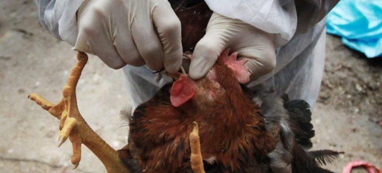 Ghana Bans Importation Of Poultry After Bird Flu Hits Three Regions In The Country