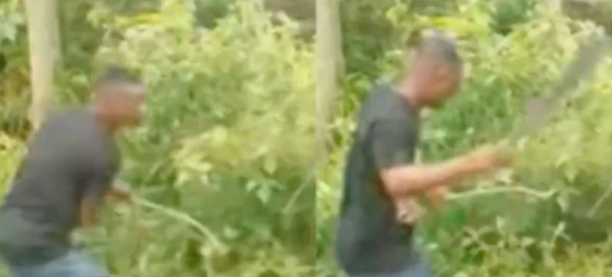 Video Of A Thief Being Given About 5 Acres Of Land To Weed After He Was Caught In The Act Goes Viral